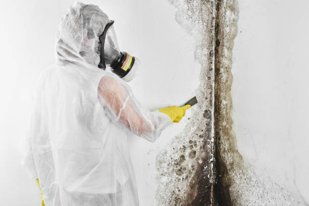 Best Home Mold Removal  in Montverde, FL