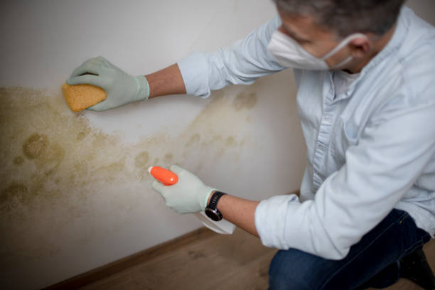 Best Mold Damage Repair  in Montverde, FL