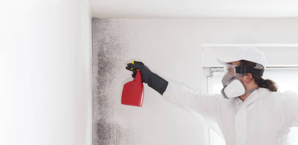 Best Office Mold Removal Services  in Montverde, FL