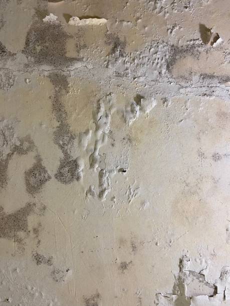 Best Professional Mold Removal  in Montverde, FL