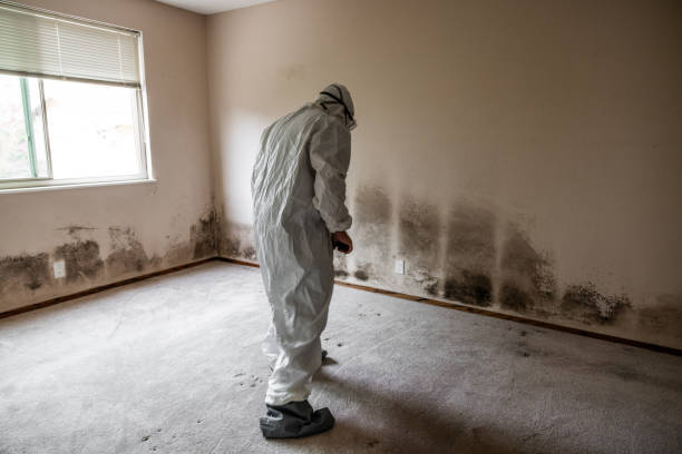 Best Attic Mold Removal  in Montverde, FL