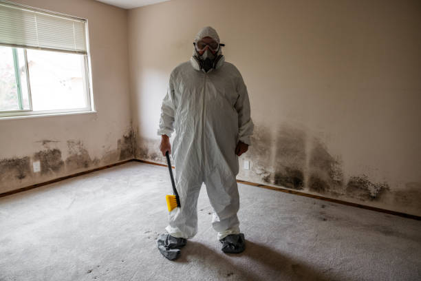 Best Local Mold Removal Service  in Montverde, FL