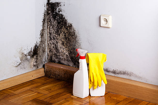 Best Certified Mold Removal  in Montverde, FL